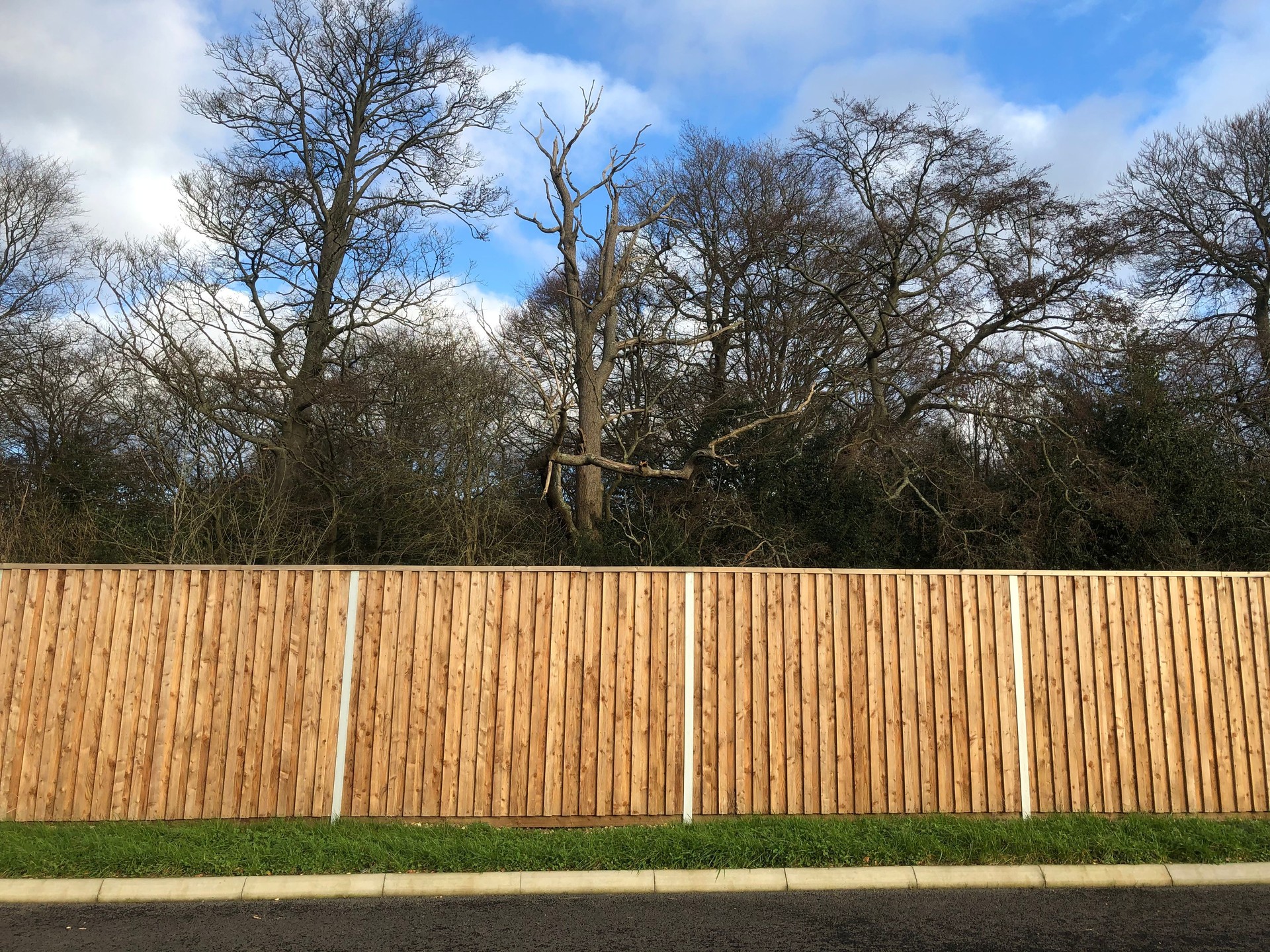 Road, Fence And Trees